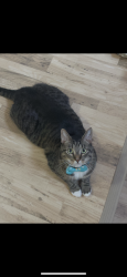 Reunited Male Cat last seen Kostash Dr & Hiller Rd, Edmonton, AB T6W 1A5