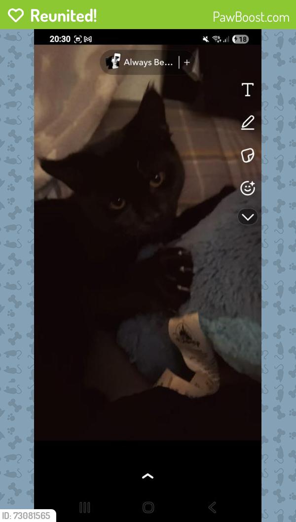 Reunited Male Cat last seen Ravencroft school, Greater London, England 