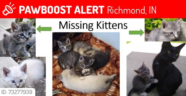 Lost Unknown Cat last seen Outside Reeveston Neighborhood on S. 16th St. in Richmond, IN, Richmond, IN 47374
