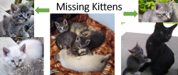 Lost Unknown Cat last seen Outside Reeveston Neighborhood on S. 16th St. in Richmond, IN, Richmond, IN 47374