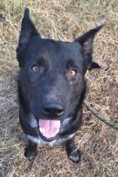 Reunited Male Dog last seen Tomahawk st and caldwell st, Dale, TX 78616