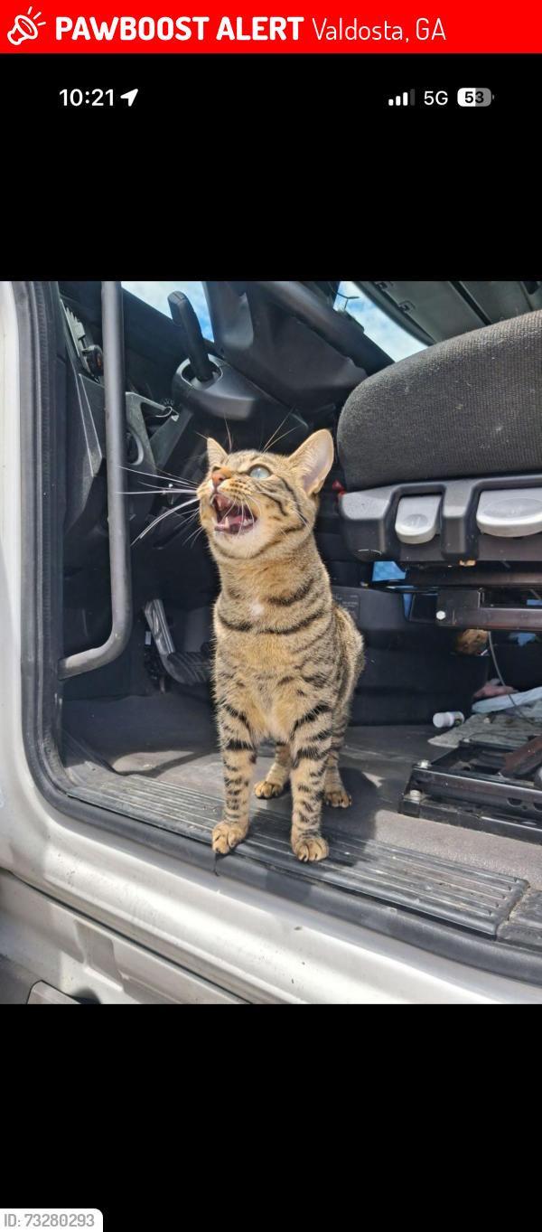 Lost Female Cat last seen On the left side of the Lowe’s, where the trucks park, Valdosta, GA 31601