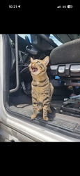 Lost Female Cat last seen On the left side of the Lowe’s, where the trucks park, Valdosta, GA 31601
