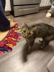 Found/Stray Female Cat last seen Grandview apmts, Columbus, OH 43215
