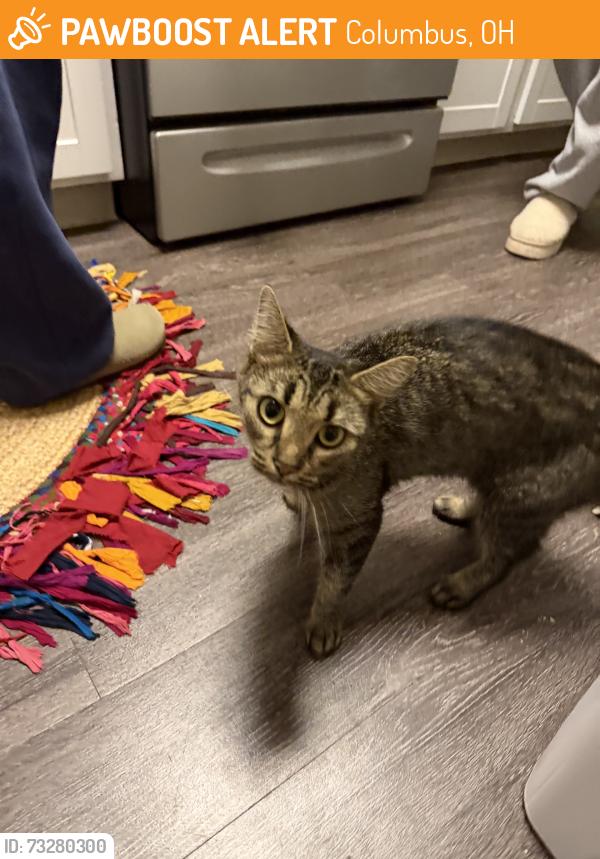 Found/Stray Female Cat last seen Grandview apmts, Columbus, OH 43215