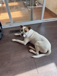 Found/Stray Male Dog last seen Guy James Road, Murfreesboro, TN 37130