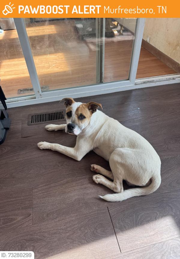 Found/Stray Male Dog last seen Guy James Road, Murfreesboro, TN 37130