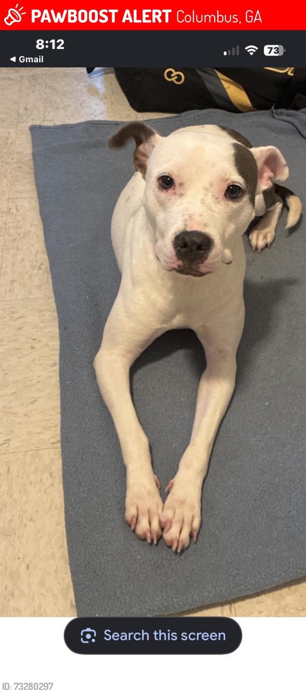 Lost Female Dog last seen Nina st, Columbus, GA 31906