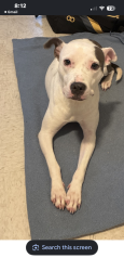 Lost Female Dog last seen Nina st, Columbus, GA 31906