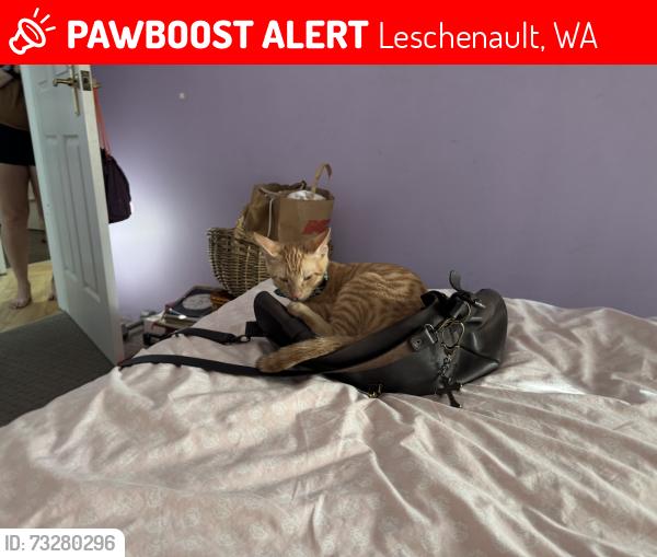 Lost Male Cat last seen Leschenault, Leschenault, WA 6233