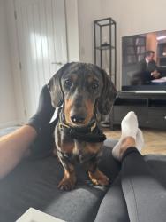 Lost Male Dog last seen Middlebrook retail park, Middlebrook, England BL6 6LB