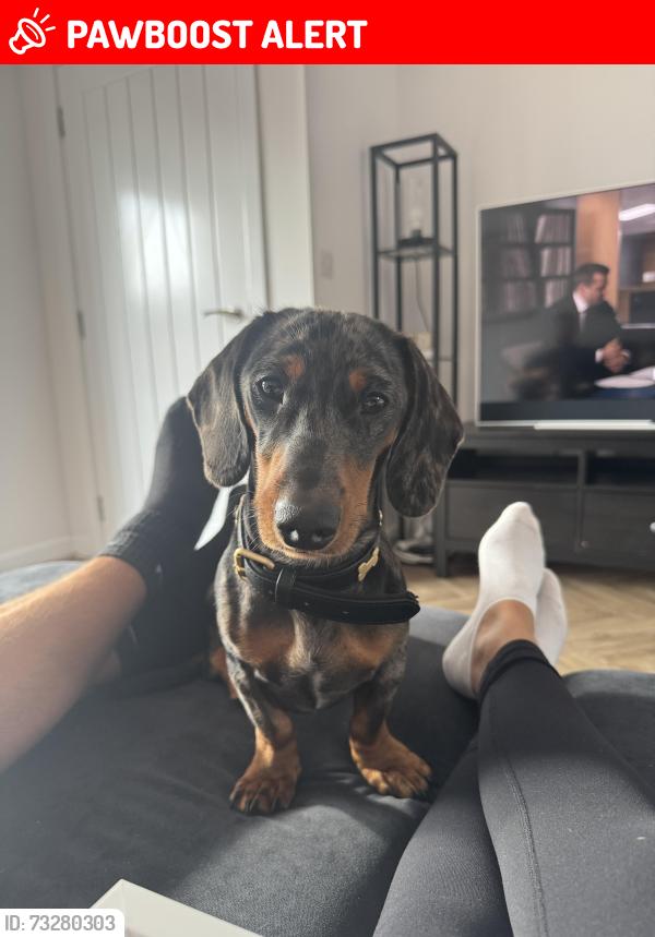 Lost Male Dog last seen Middlebrook retail park, Middlebrook, England BL6 6LB