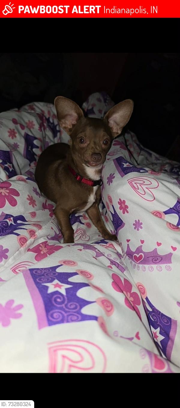 Lost Male Dog last seen Rural and graydon, Indianapolis, IN 46201