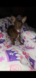 Lost Male Dog last seen Rural and graydon, Indianapolis, IN 46201