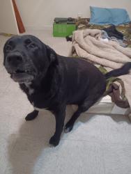 Lost Male Dog last seen Leopard St. and Gazelle Ave, Brownsville, TX 78521
