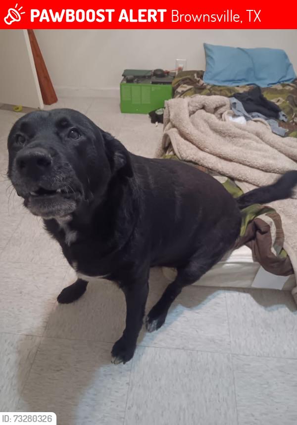 Lost Male Dog last seen Leopard St. and Gazelle Ave, Brownsville, TX 78521