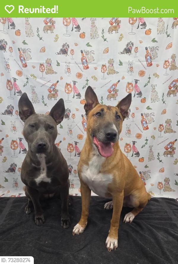 Reunited Male Dog last seen Creekside Ln NE and Newport Rd NE, Iowa City, IA 52240