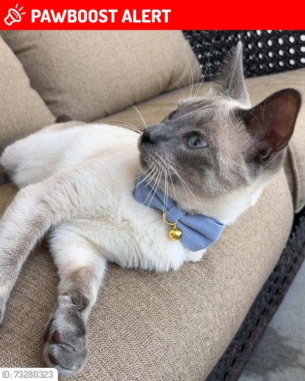 Lost Male Cat last seen Red Cedar Rd and Redbay Ct, Santa Rosa County, FL 32571