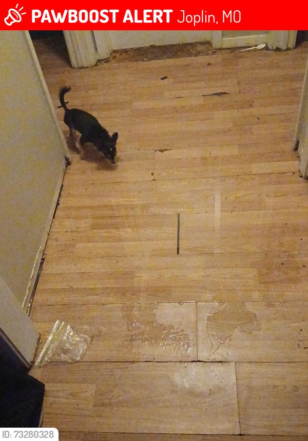 Lost Female Dog last seen Near the I-44 interstate and shipping and packaging company, Joplin, MO 64804