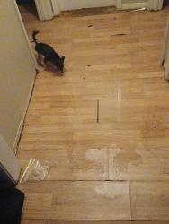 Lost Female Dog last seen Near the I-44 interstate and shipping and packaging company, Joplin, MO 64804