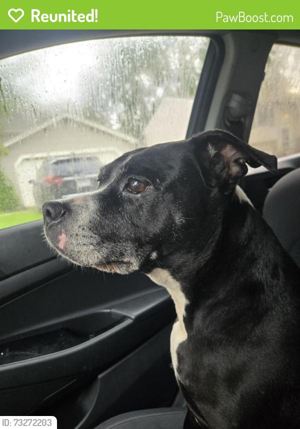 Reunited Female Dog last seen Bride Water Blvd/Downey, Columbus, OH 43235