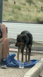 Found/Stray Male Dog last seen wadsworth and 285, Lakewood, CO 80227