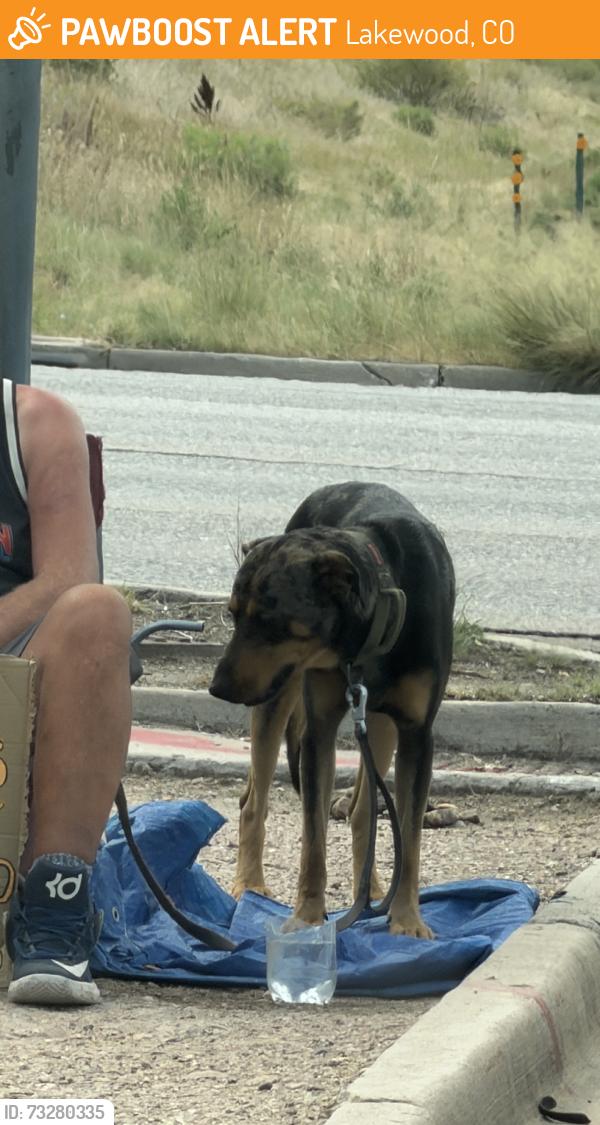 Found/Stray Male Dog last seen wadsworth and 285, Lakewood, CO 80227