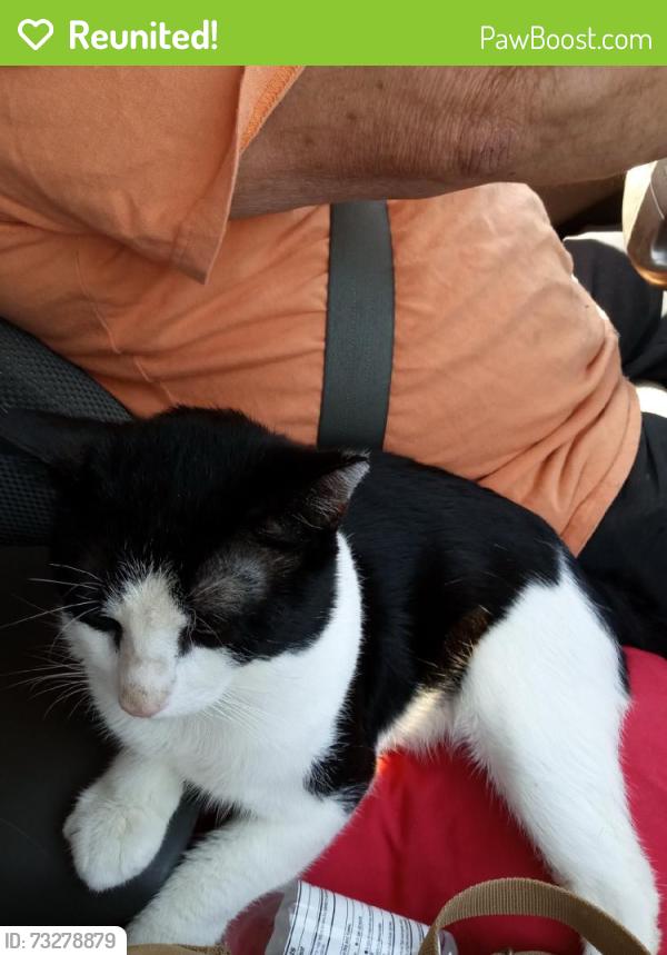 Reunited Male Cat last seen Belaire Mobile Park, Morrisville, PA 19067