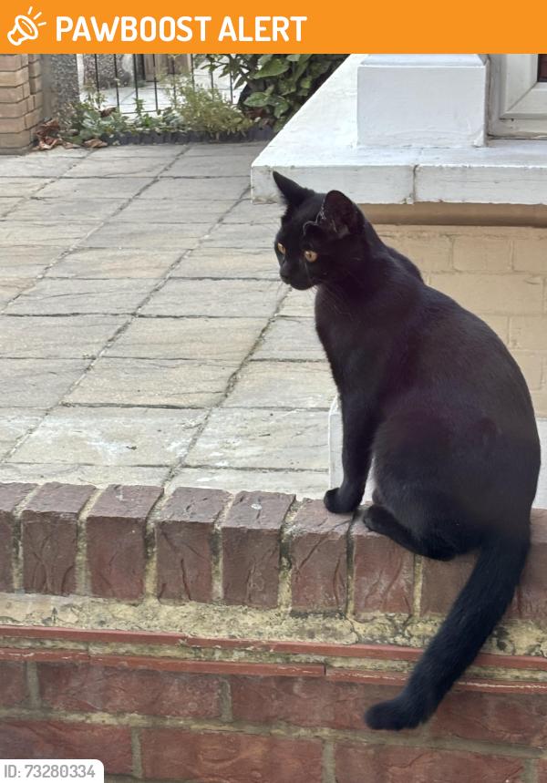 Found/Stray Unknown Cat last seen Montpelier Gardens, Greater London, England E6 3JA