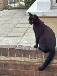 Found/Stray Unknown Cat last seen Montpelier Gardens, Greater London, England E6 3JA