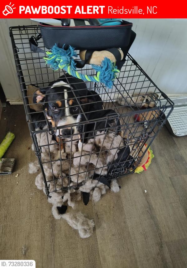 Lost Male Dog last seen Nc 65 bakercross, Reidsville, NC 27320