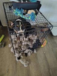 Lost Male Dog last seen Nc 65 bakercross, Reidsville, NC 27320