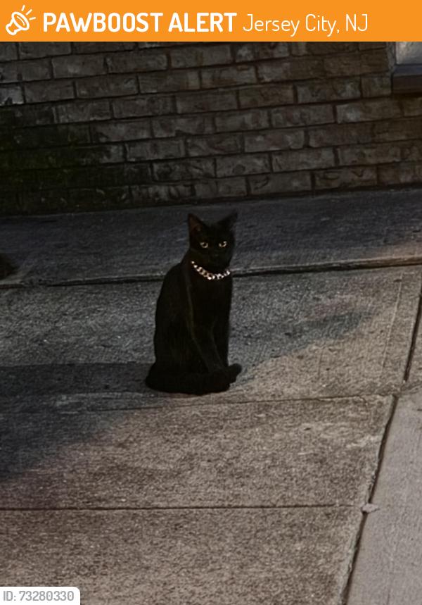 Found/Stray Male Cat last seen Sip Ave. and Pavonia Ave., Jersey City, NJ 07306