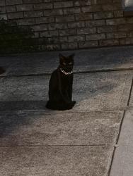 Found/Stray Male Cat last seen Sip Ave. and Pavonia Ave., Jersey City, NJ 07306
