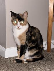 Lost Female Cat last seen North Vassar Rd between Carpenter and Coldwater, Flint, MI 48506