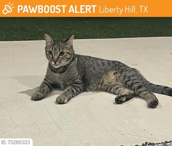 Found/Stray Unknown Cat last seen Northfork neighborhood off 257 county road in liberty hill, Liberty Hill, TX 78642