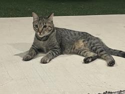 Found/Stray Unknown Cat last seen Northfork neighborhood off 257 county road in liberty hill, Liberty Hill, TX 78642