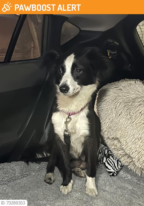 Found/Stray Female Dog last seen Yorktown and Newland, Huntington Beach, CA 92646