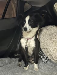 Found/Stray Female Dog last seen Yorktown and Newland, Huntington Beach, CA 92646