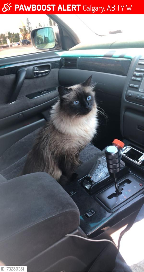 Lost Female Cat last seen Bridleglen road, Calgary, AB T2Y 3W8