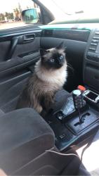 Lost Female Cat last seen Bridleglen road, Calgary, AB T2Y 3W8