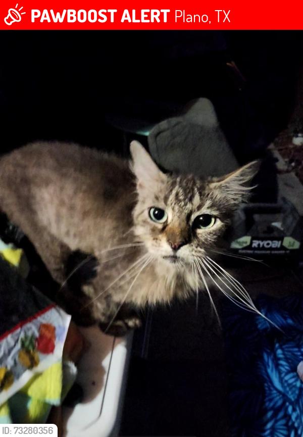 Lost Female Cat last seen Alma & spring creek, Plano, TX 75023