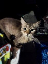 Lost Female Cat last seen Alma & spring creek, Plano, TX 75023