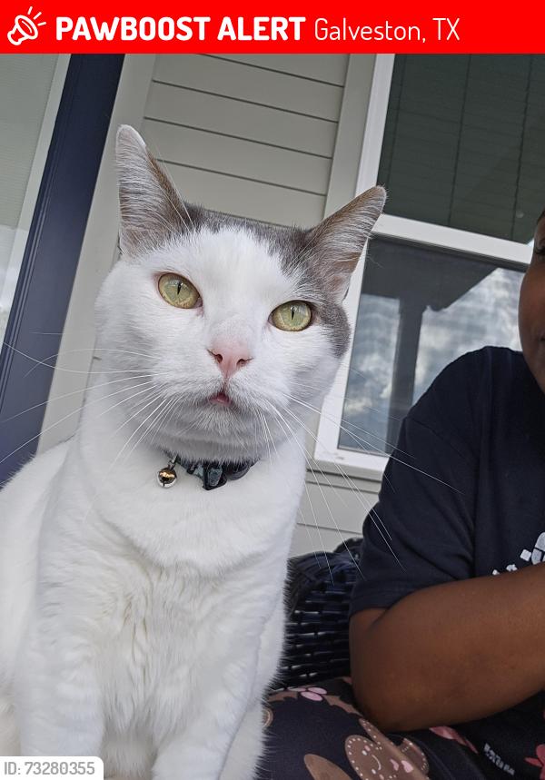 Lost Male Cat last seen Ostermeyer and Millies Road, Galveston, TX 77554