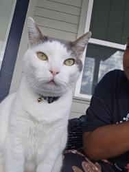 Lost Male Cat last seen Ostermeyer and Millies Road, Galveston, TX 77554