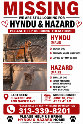 Lost Male Dog last seen Suwanee Ave & Napier Ave, Macon, GA 31206