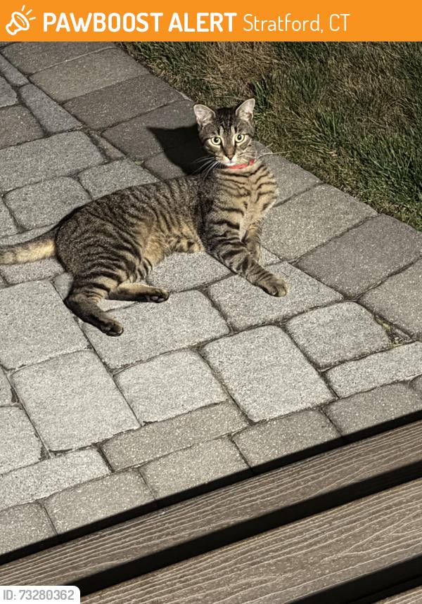 Found/Stray Unknown Cat last seen Ocean ave, Stratford, CT 06615