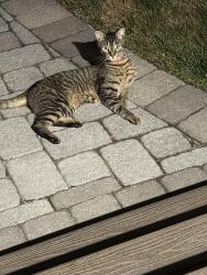 Found/Stray Unknown Cat last seen Ocean ave, Stratford, CT 06615