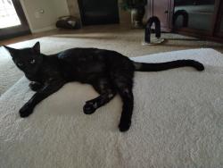 Reunited Male Cat last seen Elder Lake Lane @ Heron Meadow Ln, Cypress, TX 77429
