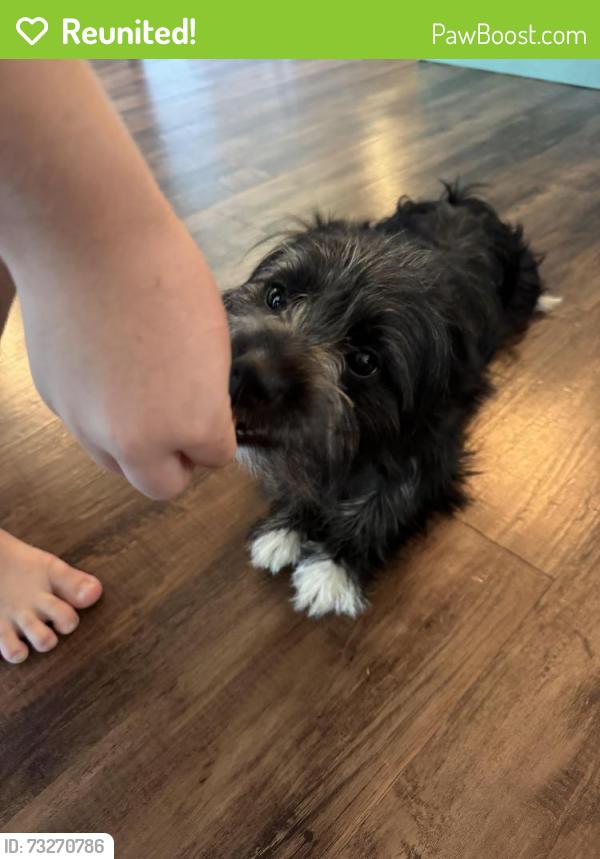Reunited Female Dog last seen The magnolias, Ocala, FL 34480